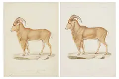 Untitled by Jean-Charles Werner, lithograph, offered Nov 2022