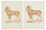 Untitled by Jean-Charles Werner, lithograph, offered Nov 2022