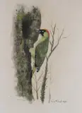 Green Woodpecker Coloured chalk by Rex Flood, 1970, watercolour and bodycolour, sold Nov 2020