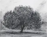 Holm Oak at Dusk - Quercus Ilex by Richard Hoare, oil, sold Oct 2020
