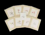 Mushroom studies by Emily Stackhouse, pencil, sold Oct 2020