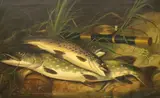 Rainbow Trout and Pike on a riverbank beside a rod and reeloil on by Thomas G. Targett, 1868, oil on canvas, sold Dec 2021