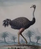 Struthia Camelus, The Ostrich' c.1740-45 watercolour on paper title in pencil in the artist's hand 27 x 22.5cm by George Edwards, watercolour on paper, offered Dec 2021
