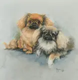 British, a portrait study of two Pekingese by Marjorie Cox, 1970, pastel, sold Mar 2023