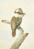 Australian, A Kookaburra sitting on a branch with a caught insect in its mouth by Neville Henry Cayley, watercolour, sold Mar 2023
