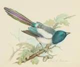 A Magpie on an acorn branch by Ella Bruce, watercolour, offered Feb 2023