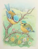 A Blue Tit feeding her chick on a branch with Spring flowers below by Ella Bruce, watercolour, offered Feb 2023
