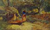 Print - two pheasants in woodland with another in a by Archibald Thorburn limited edition, print, sold Mar 2019