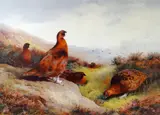 Print - six pheasants on the ground in gorse land by Archibald Thorburn limited edition, print, sold Mar 2019