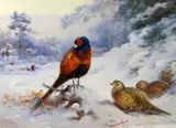 Print - pheasants in the snow by Archibald Thorburn limited edition, print, offered Mar 2019
