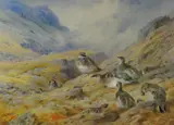 Print - Scottish scene with game birds on the ground by Archibald Thorburn limited edition, print, sold Mar 2019