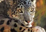 'SNOW LEOPARD', a limited edition print 858/950, signed and numbered in pen, with by Carl Brenders, print, sold Feb 2018