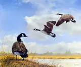 'CANADA GEESE', a limited edition print 380/950, signed and numbered in pencil, by Spencer Hodge, print, sold Feb 2018