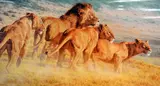 'RETURN OF THE WILDERBEAST', a limited edition print 44/195, signed and numbered in by Brian Jarvi, print, sold Feb 2018