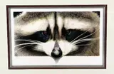 'EYE OF THE RACCOON', a limited edition framed print 38/195, signed and numbered in by John Mould, print, sold Feb 2018