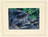 'BABY GORILLA', an original pastel drawing, signed by the artist, mounted in card but by Joel Kirk, pastel, sold Jan 2018
