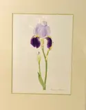 a watercolour study of an Iris, signed in pencil by the artist, 36cm x 27cm, by Maureen Ribbins, watercolour, sold Nov 2017