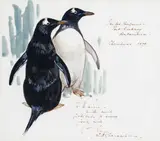 Gentoo Penguins by Keith Shackleton, Gouache, sold Dec 2016