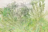 Gorse Gap; Trees II (Autumn) Two both signed and dated September 1977 and December, the second inscribed Autumn Starts Both watercolour Each 36 x 54cm (2) by Bob Jones, watercolour, offered Dec 2016