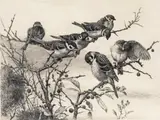 Tree Sparrows Signed and titled Etching 21.5 x 28.5cm ++Paper a little discoloured, a few pinprick fox marks by Winifred Marie L. Austen, Etching, sold Dec 2016