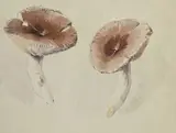 Étude de champignons by Louise Abbéma, Crayon noir et aquarelle, le cachet de la vente d'atelier de, sold Jun 2023