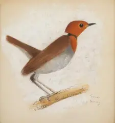 Rouge-gorge japonais by Simon Bussy, Pastel, sold Nov 2016