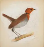 Rouge-gorge japonais by Simon Bussy, Pastel, sold Nov 2016