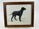 Portrait de Curly Coated Retriever by Joël Blanc, Gouache sur papier, encadrée, sold Mar 2024