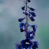 Delphinium by James Lahey, mixed media on canvas on board, sold Feb 2021