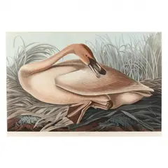 Trumpeter Swan , Havell Edition by John James Audubon, Hand-colored engraving with etching and aquatint, sold Mar 2024