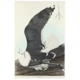 Black-Backed Gull , Havell Edition by John James Audubon, Hand-colored engraving with etching and aquatint, sold Mar 2024
