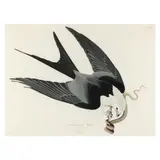 Shallow-Tailed Hawk , Havell Edition by John James Audubon, Hand-colored engraving with etching and aquatint, sold Mar 2024