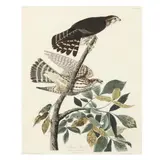 Pigeon Hawk , Havell Edition by John James Audubon, Hand-colored engraving with etching and aquatint, sold Mar 2024