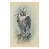 Perched Hunting Falcon by Norman Orr, Watercolor and gouache on paper, sold Feb 2024