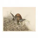 Bird Dog (Irish Setter with Winter Teal) by Léon Danchin, Hand-colored etching and aquatint, sold Feb 2024