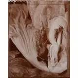 Half Eggplant with Dead Cactus by Nigel Poor, 1993, photograph, sold Nov 2023