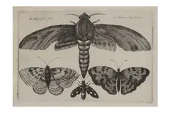 Untitled by Wenceslaus Hollar, etching, offered Oct 2022