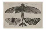 Untitled by Wenceslaus Hollar, etching, offered Oct 2022