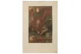 Untitled by Jacques Fabien Gautier d'Agoty, print (other), offered Oct 2022