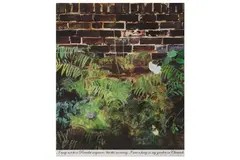 Untitled by Peter Blake Cbe Rdi, print, offered Oct 2022