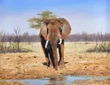 Single bull elephant by Pip McGarry, 1999, Oil on canvas, offered Mar 2020