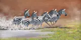 Flight of Zebras Acrylic on canvas Signed and dated 1999 lower right 30 x 61cm (11¾ x 24 in.) Provenance: Acquired directly from the artist by the present owner by Pip McGarry, 1999, Acrylic on canvas, sold Mar 2020