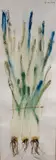 Spring Onions by Ha van Vuong, watercolour, sold Oct 2021