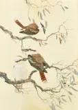 Kookaburras by Robin Hill, watercolour and gouache, offered Feb 2023