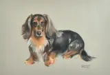 British, a collection of five pastel portraits of dogs, four of them long-haired Dachshunds, the other of two terriers, all signed, all around 14" x 18 by Margaret Palmer, pastel, sold Jan 2023