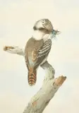 Australian, A Kookaburra sitting on a branch with a caught insect in its mouth by Neville Henry Cayley, watercolour, offered Jan 2023