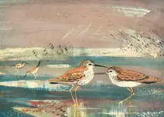 Red Shanks by John Martin, watercolour and gouache, sold Jan 2023