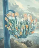 The Temple of Flora by Robobert John Thornton, print (other), sold Jan 2023