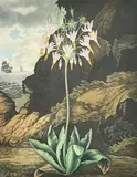 The Temple of Flora by Robert John Thornton, print (other), offered Jan 2023