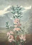 The Temple of Flora by Robert John Thornton, print (other), sold Jan 2023